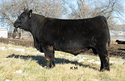 KM Big Country 067
