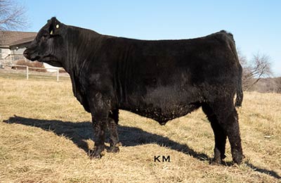 KM Kahlua 065