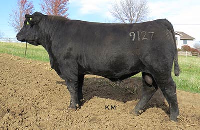 KM Maternal Deluxe 9127