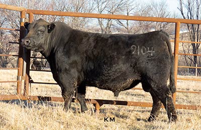 KM Southern Choice 9104
