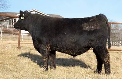 KM Southern Drawl 088