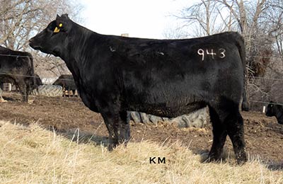 KM Blue Lady 943