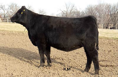 KM Erica 027