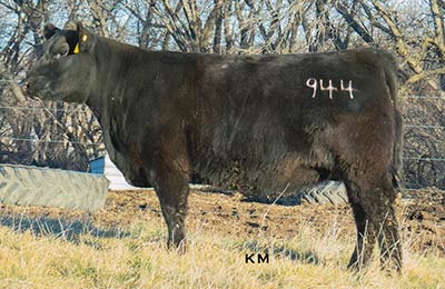 KM Erica 944